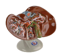 Guess what - you're a Mutant with Regeneration Powers