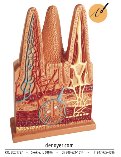 You'll love this model Villi much