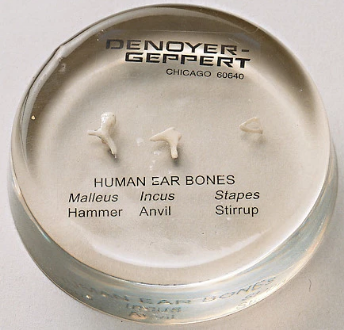 Long ears, Long life