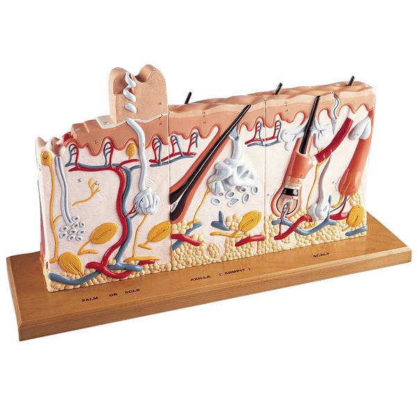 Summer is here and so is the most dangerous insect in the world