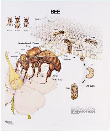 Ever heard the term “Busy as a bee?” The honeybee literally works it's self to death every summer