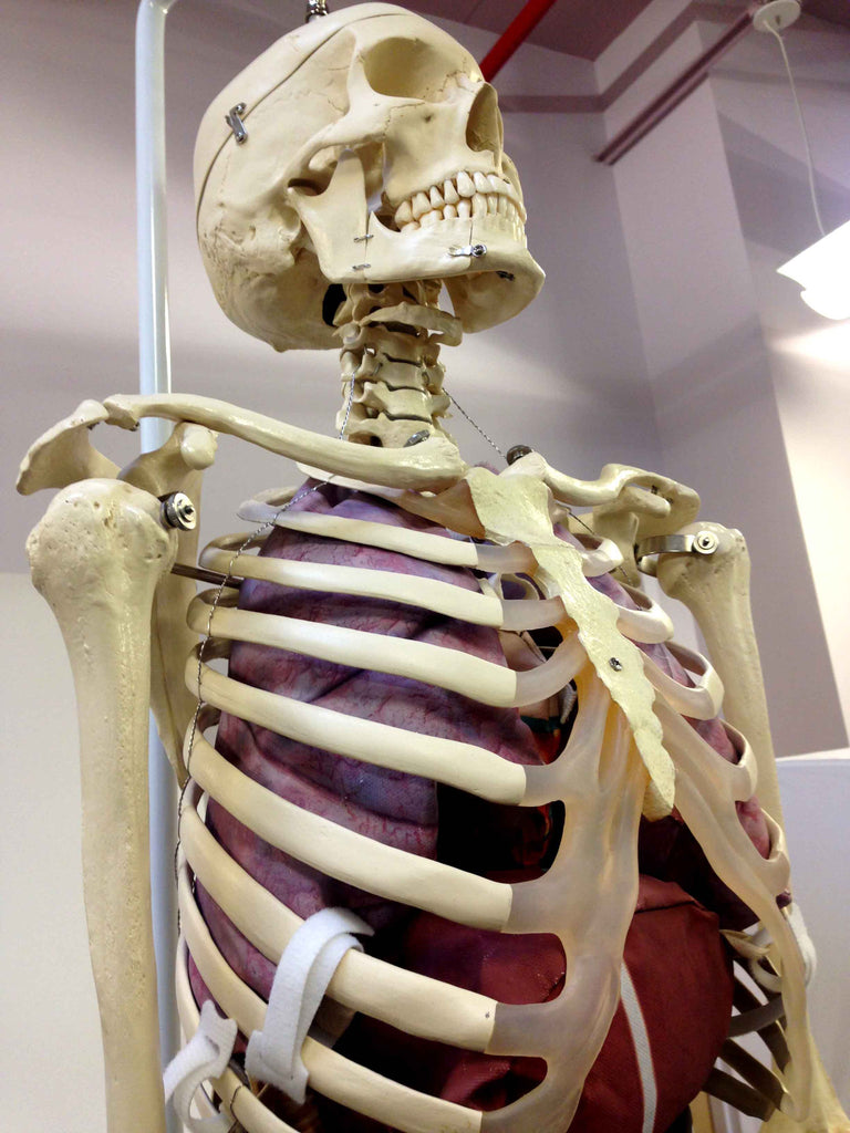 Introducing Our New Product - Soft Body Systems