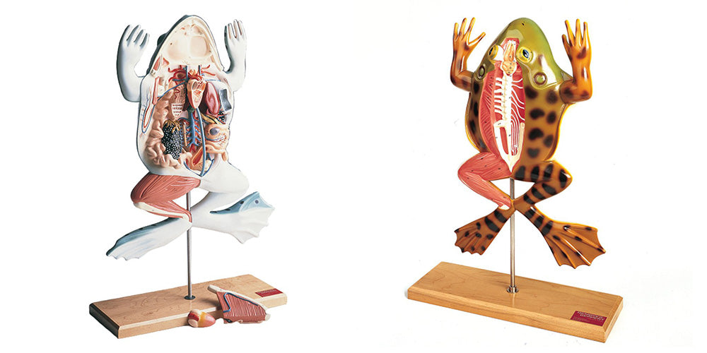 Alternatives to Animal Dissection in Science Classes and Zoology Charts