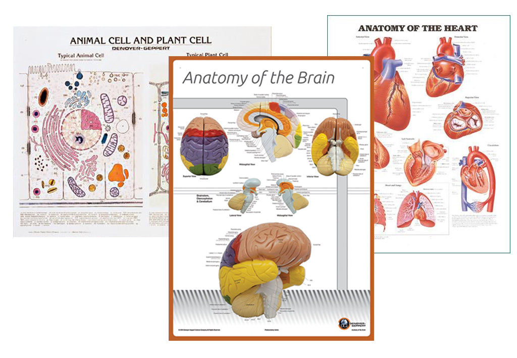 6 Useful Science Charts to Add to Your Classroom