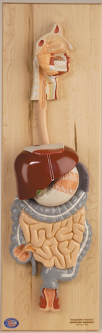 0143-00 Digestive System Model
