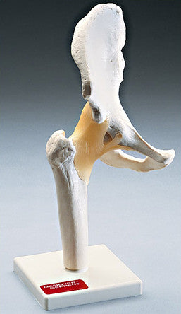 0233-81 Functional Hip Joint Model