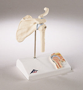 0235-Mi Functional Mini-Shoulder Joint Model