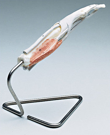 0244-19 Life-Size Human Index Finger Model