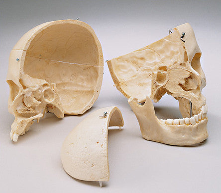 0281-00 Deluxe Bisected Skull