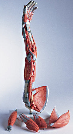 0343-10 Six-Part Muscular Anatomy of the Arm and Shoulder