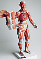 0345-59 One-quarter Size Female Mini-Muscular Figure