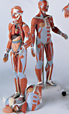 0347-56 Muscular Figure without Internal Organs, 1/2 Scale
