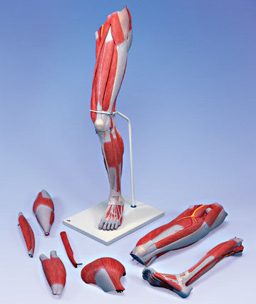 0351-21 Full Size Muscle Anatomy of the Lower Extremity, Seven-parts