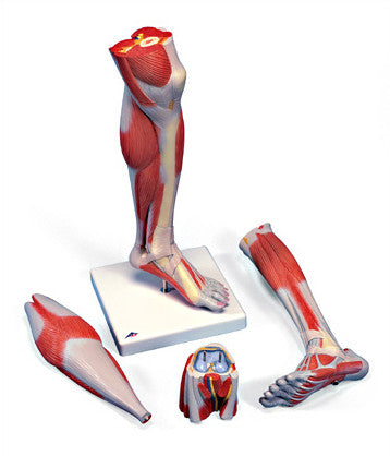 0352-22 Size Lower Leg Musculature with Sectioned Knee, Three-parts