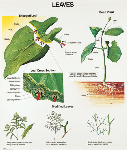 1028-10 Leaves Wall Chart, Mounted
