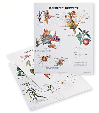 1125-13 Plant Growth and Development Wall Charts, Set of three