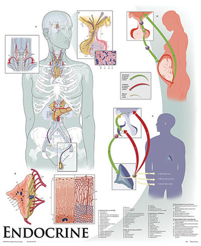 1429-01 Endocrine System, unmounted