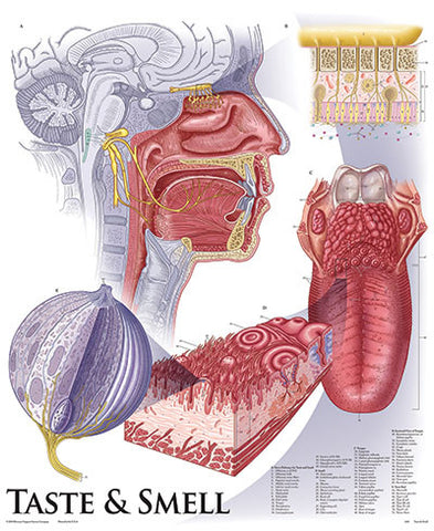 1431-01 Taste and Smell Chart, unmounted