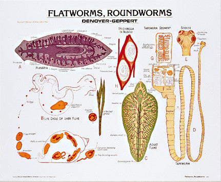 1883-10 Flatworms and Roundworms
