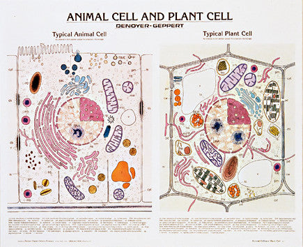 1911-10 Animal and Plant Cell