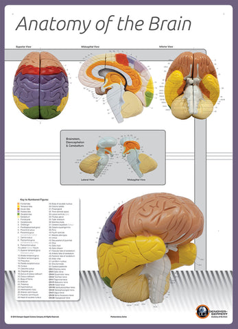 7170-08N Poster Size Brain Anatomy Chart NUMBERED