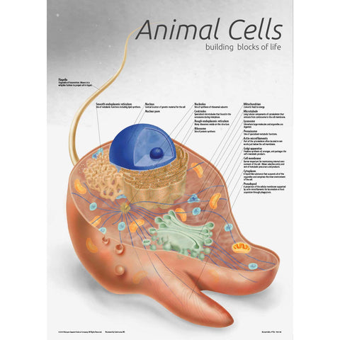 7501-08 Animal Cell Poster