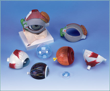 A120 Giant Classic Eye w/ Eyelid and Lacrimal System