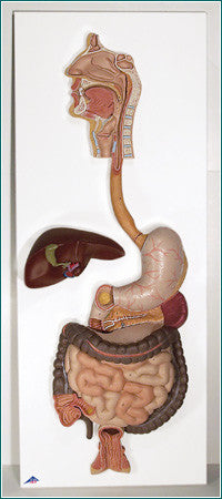 A321 Classic Digestive System