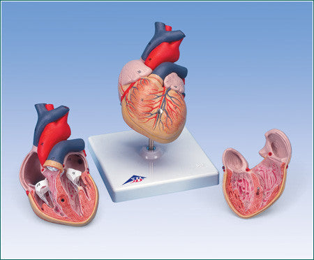 A380 Classic Heart, Student Size