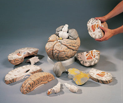 A409 GIANT Brain 14 Part