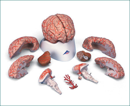 budget brain