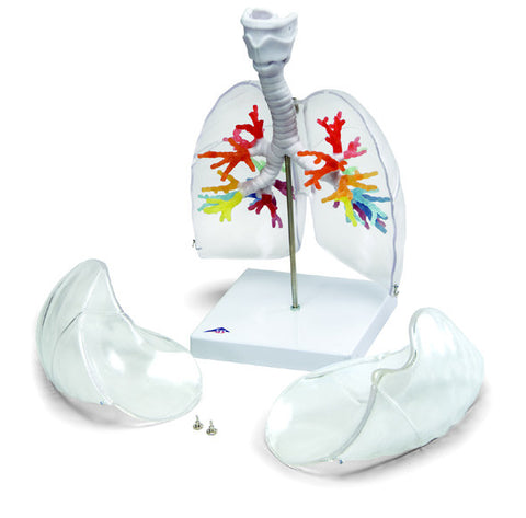 A423-1 Deluxe Bronchial Tree with Larynx and Transparent Lungs