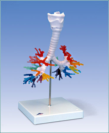 A423 Color-coded Bronchial Tree with larynx