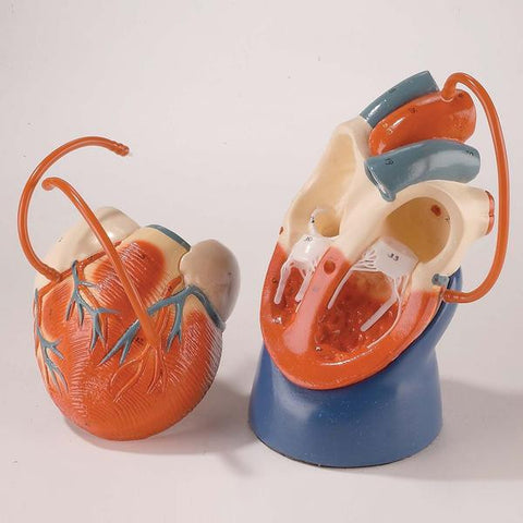 0132-00 Nonbreakable Life-Size Heart with Bypass