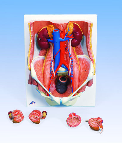 A532 Male and Female Urinary System
