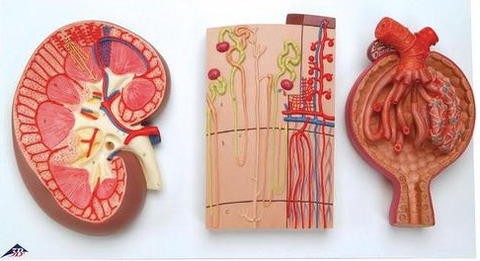 A53 Kidney, Nephron and Glomerulus