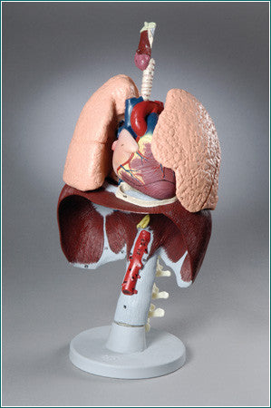 A649 Respiratory Organs
