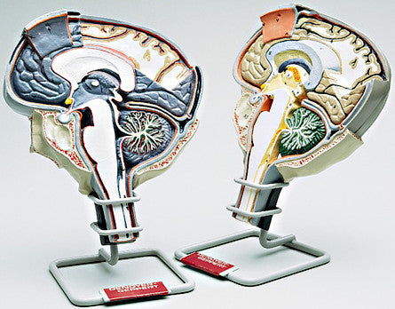 A78-9 Brain Section Set