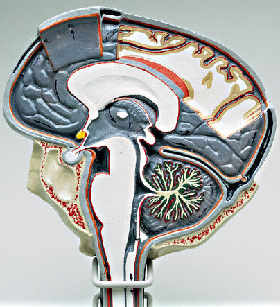 A78 Cerebro-spinal Fluid Circulation Model