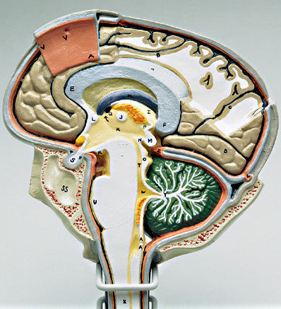 A79 Sagittal Brain Section
