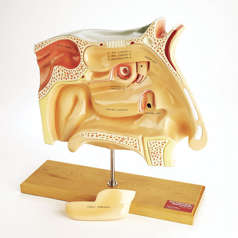 Human Sinuses Model