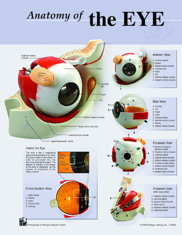 7102-08 Poster size Eye Anatomy Chart