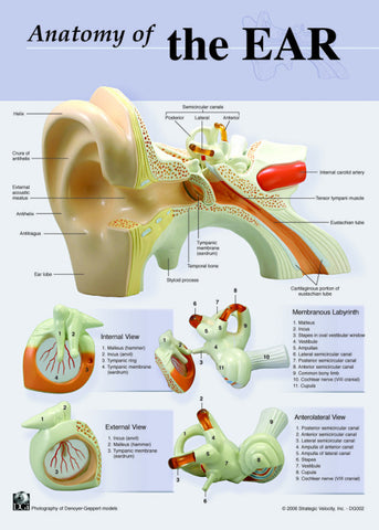 7133-08 Photographed Anatomy of the Ear Chart