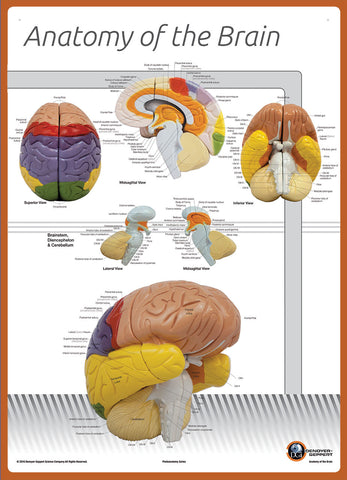 7170-08L Poster Size Brain Anatomy Chart LABELED