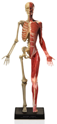 DT98 Female Musculoskeletal Figure - Desktop Size