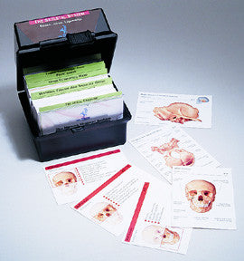 FC01 The Skeletal System Flash Card Set