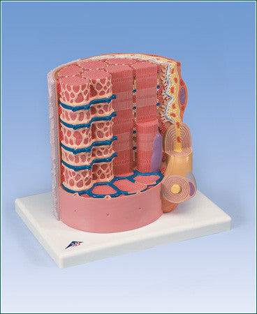 H360 Microanatomy Muscle Fiber