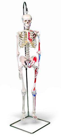 S181P Mini-Skeleton, Painted, Numbered, 31 inches