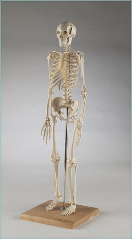 S28X Mini-Skeleton with flexible spine, 28 inches