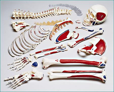S77L Premier Half Skeleton Painted with Labeled Muscle attachments